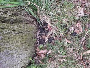 patogenní houba Spálenka skořepatá